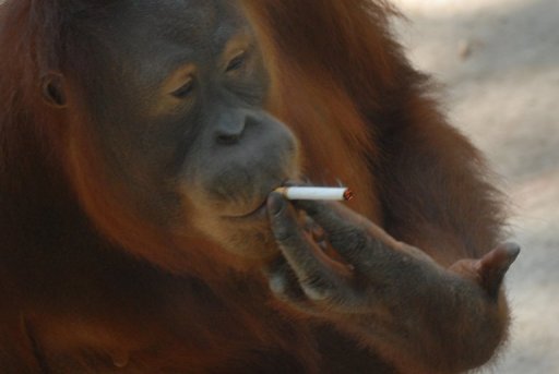 Tori, une femelle orang-outan d'un zoo de Java en Indonesie, reputee pour son tabagisme, va bientot etre isolee des humains afin de la forcer a abandonner la cigarette, a indique samedi une organisation de defense des animaux.