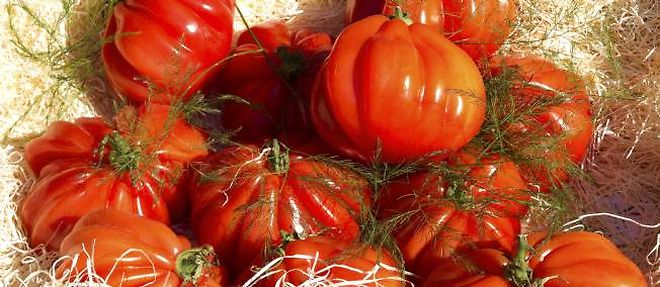 Les tomates sont particulierement riches en lycopene (antioxydant) et en vitamine C.