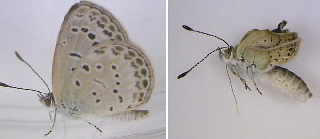 12 % des petits papillons bleus de la famille des lycenides exposes a la radioactivite a l'etat de larves ont developpe des anomalies, notamment des ailes plus petites et une malformation des yeux.