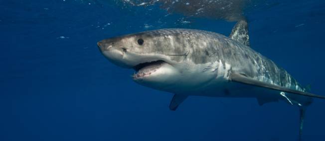 Nouvelle attaque de requin en Australie