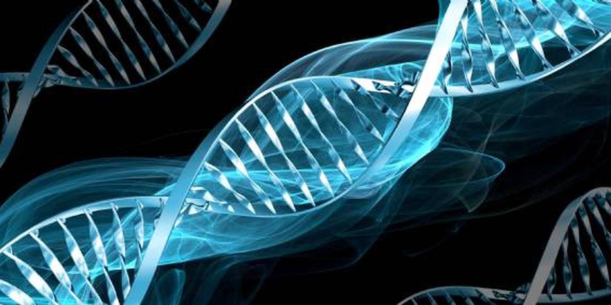 La réparation de l'ADN observée en temps réel