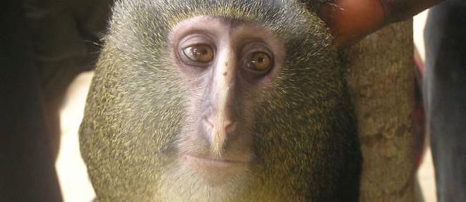 Le Cercopithecus lomamiensis ou Lesula, toute nouvelle espece de singe decouverte en Republique democratique du Congo, est chasse pour sa viande et donc potentiellement menace.