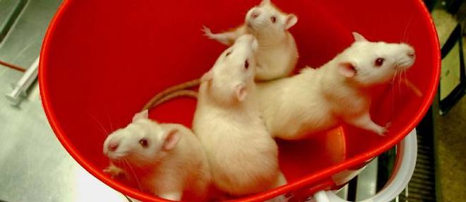 Deux cents rats ont ete nourris pendant deux ans avec un mais OGM NK603, traite dans certains cas avec l'herbicide Roundup. Les resultats sont alarmants.