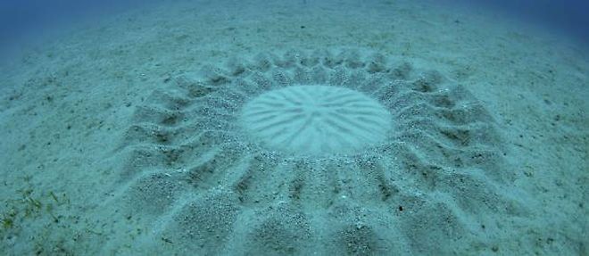 L'etrange crop circle sous-marin decouvert par le photographe Yoji Ookata au Japon.