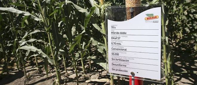 Un champ de mais issu de graines Monsanto en Argentine.