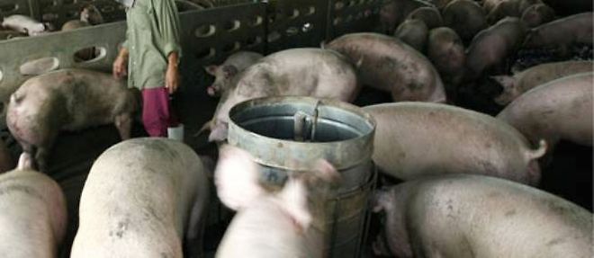 La France va devoir arreter la castration de ses porcs.