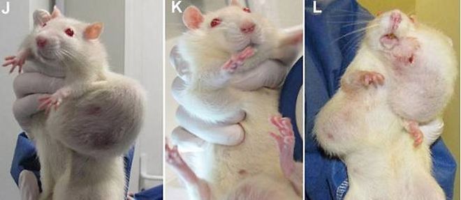 Photos tirees de l'etude de l'universite de Caen montrant les tumeurs dont sont atteints les rats soumis a un regime alimentaire a base de mais genetiquement modifie. (C) AFP