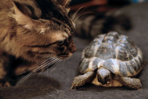 La Tortue De Jardin Revient En Force En France Le Point