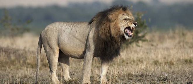 La population de lions en Afrique serait sur le declin.