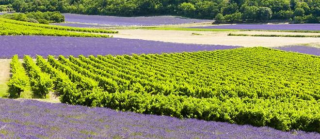Vignoble de Provence (C)Maceo - Fotolia