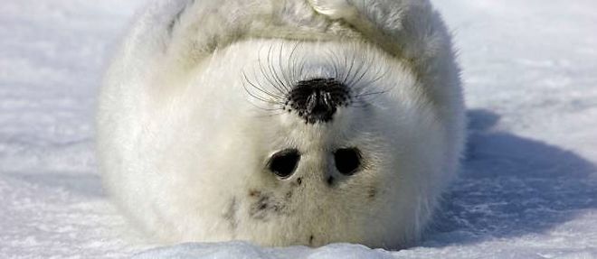 Finistere Epuise Par Les Vagues Un Bebe Phoque Se Refugie Dans Un Jardin Le Point