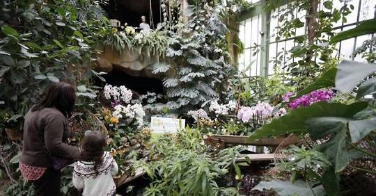 Printemps des orchidées à la serre tropicale du Jardin des Plantes