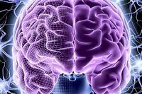 Image d'un cerveau de face realisee par ordinateur. (C)AFP