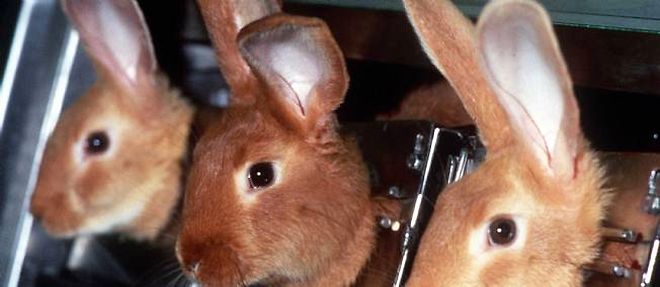 Les lapins, souris et autres rongeurs ne serviront plus de cobayes pour les produits cosmetiques, en tout cas en Europe.