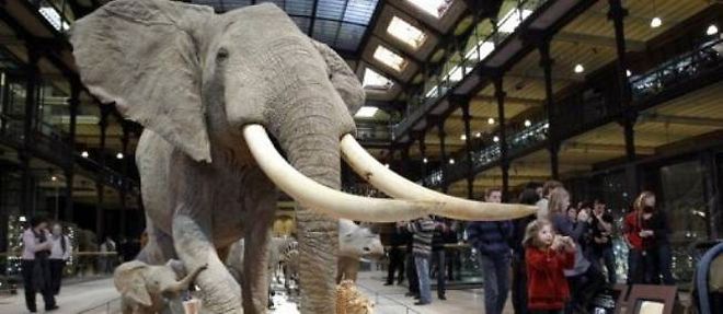 Un jeune homme equipe d'une tronconneuse s'est introduit dans la nuit de vendredi a samedi dans le Museum d'histoire naturelle de Paris, ou il a sectionne la defense gauche d'une elephante ayant appartenu a Louis XIV.