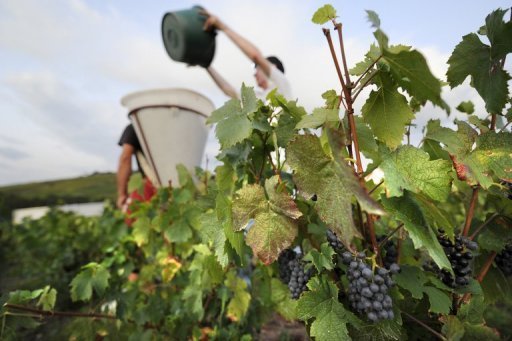 A l'inverse dans le Beaujolais, un climat plus chaud augmente la qualite du vin alors que les vignerons etaient autrefois contraints d'ajouter du sucre pour soutenir les niveaux d'alcool dans ses vins rouges de table.