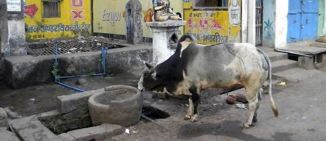 A cow on the road in India.