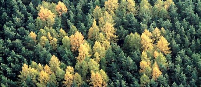 Les melezes formant une croix gammee dans une foret de pins pres de Prenzlau, en Allemagne, en 1992.
