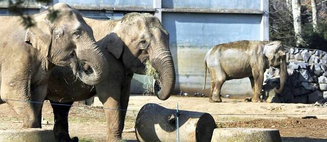 Les deux elephants tuberculeux du parc de la Tete d'or, Baby et Nepal, devaient etre euthanasies.