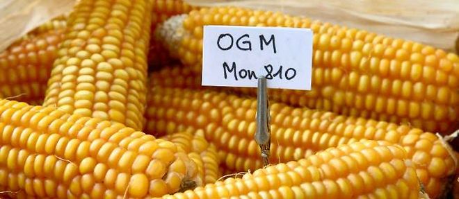 Le mais de Monsanto, le "MON810", seul OGM actuellement cultive dans l'UE, principalement en Espagne et au Portugal.
