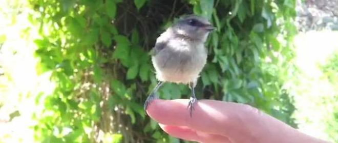 Vidéo La Mésange Corse Tippi Prend Son Autonomie Le Point