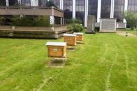 Trois ruches ont été installées sur la terrasse du Point.