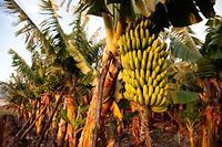 Martinique : les douaniers confondent bananes et coca&iuml;ne