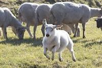 Moutons illégaux en Normandie pour l'Aïd