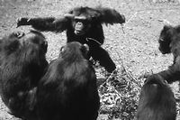 Et si les bonobos &eacute;taient de grands humanistes ?
