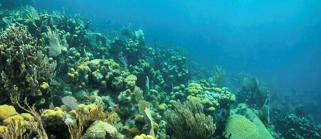 La peche profonde peut, en cas de prises repetees, detruire definitivement les recifs coralliens. (illustration)