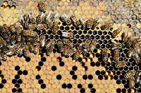 La gelée royale ou encore le miel fabriqué par les abeilles sont de parfaits anti-fatigue naturels. ©Amanda Lucier/AP / SIPA