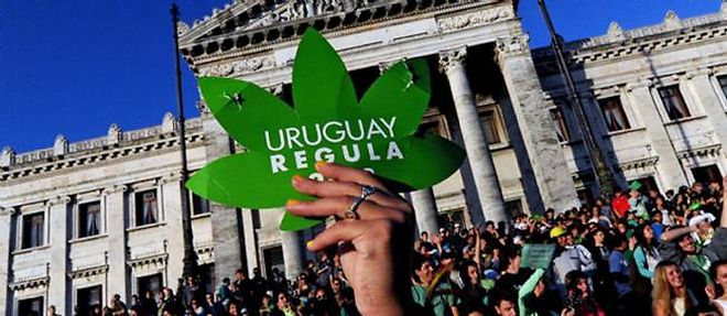 L'Uruguay a adopte un projet de loi autorisant la culture, la vente et l'usage de cannabis.