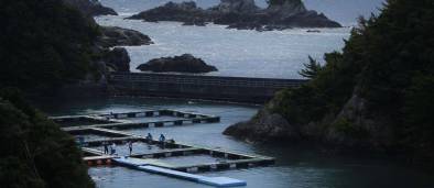 VID&Eacute;O. Le massacre des dauphins se poursuit au Japon