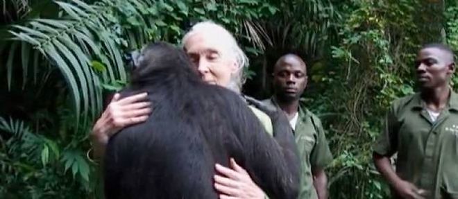 La celebre primatologue Jane Goodall etreinte par Wounda, une jeune femelle chimpanze sur le point de recouvrer la liberte.
