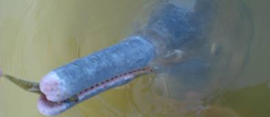 Un dauphin d'eau douce inconnu d&eacute;couvert au Br&eacute;sil
