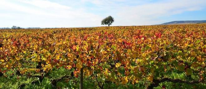 Des vignes en Bourgogne.