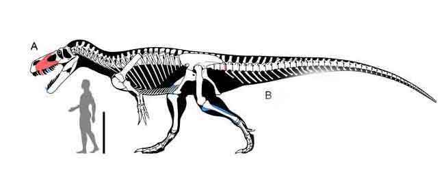 Le plus grand dinosaure carnivore d'Europe identifi&eacute;
