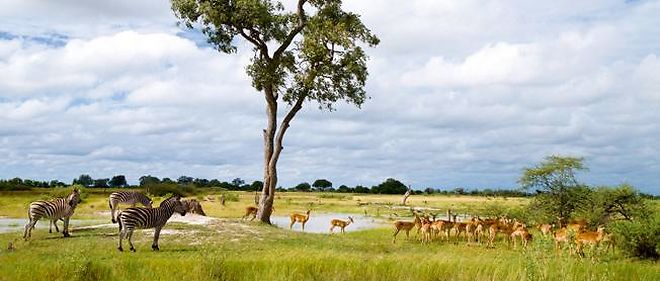 La reserve du Moremi, dans le delta de l'Okavango. Le Botswana se detourne deliberement du tourisme de masse.