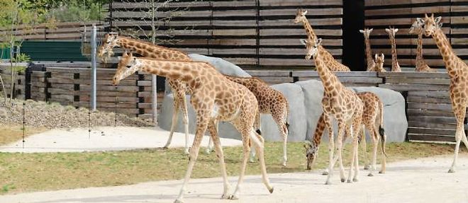 Les girafes sortent de leur enclos. Elles cohabiteront avec d'autres especes dans leur "savane soudanaise", comme le nandou - voisin de l'autruche - ou l'addax, une espece d'antilope en danger.