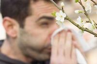 Adopter un traitement par les plantes peu avant l'arrivée des beaux des beaux jours permet de diminuer les risques de rhinite allergique. ©SIERAKOWSKI/ISOPIX / SIPA