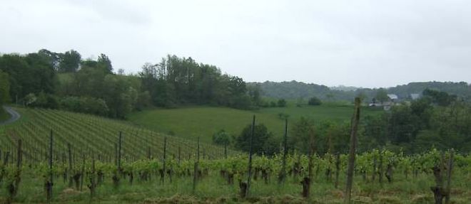 Vignoble du Clos Uroulat dans le Jurancon.
