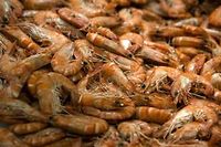 Nos crevettes industrielles sont... nourries par des esclaves