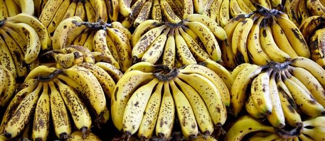 Dopee a la Vitamine A, la "super banane" pourrait etre commercialisee en 2020.
