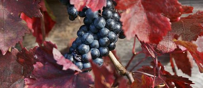 La vigne rouge (Vitis vinifera), la plante majeure des problemes circulatoires.