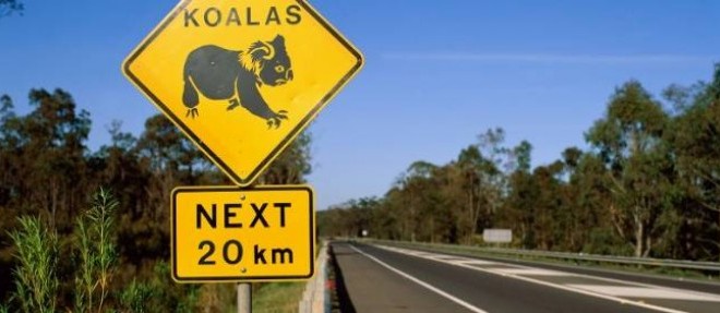Le koala, repute pour sa nonchalance et sa torpeur legendaire, sait aussi s'agripper au pare-chocs des voitures !