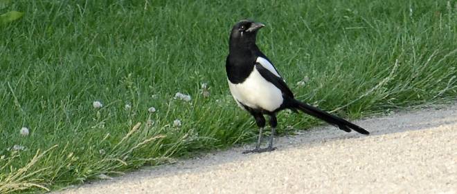 Neature Choucas Des Tours