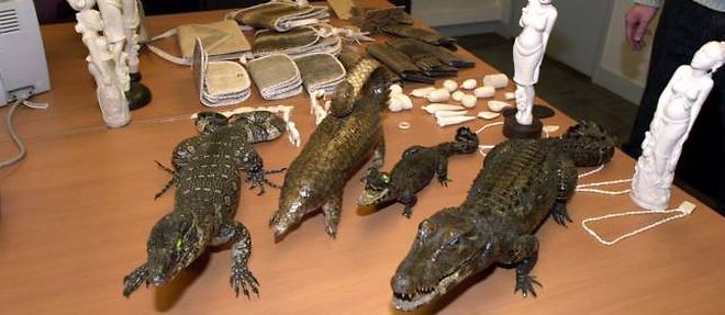 En janvier 2014, de la maroquinerie en crocodile avait ete trouvee dans les locaux d'un celebre hotel de ventes aux encheres parisien.