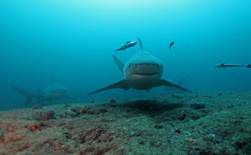 Attaque de requins : pourquoi les Réunionnais souffrent encore