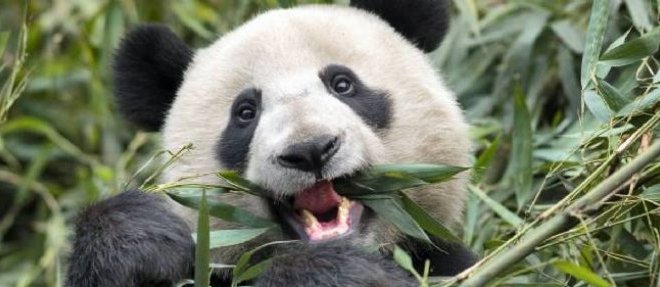Le panda, animal adule et emblematique de la cause ecologique, fait preuve d'une large palette de qualites, dont... la manipulation.