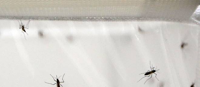 Des moustiques au laboratoire de la London School of Hygiene and Tropical Medicine, au Royaume-Uni.